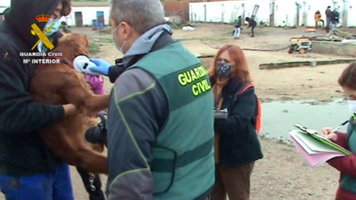 Detenido por tener una perrera clandestina en Parla con más de 100 perros