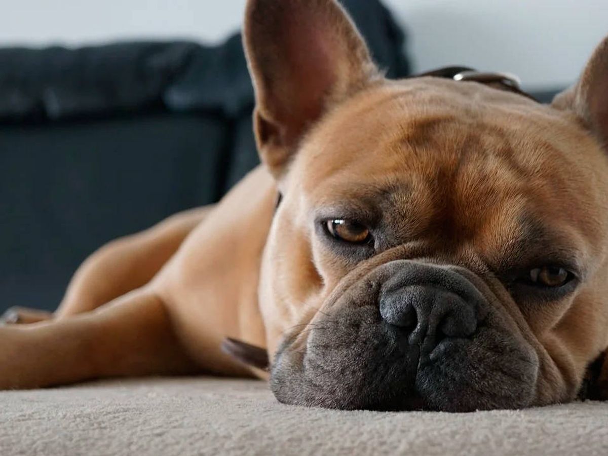 Foto: Una vida activa y agradable es la mejor solución a los problemas de insomnio de las mascotas (Foto: Pixabay)