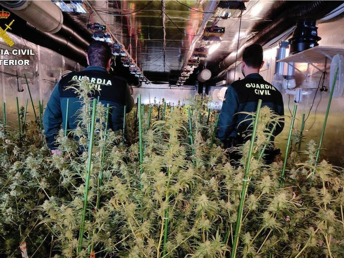 Foto: Agentes de la Guardia Civil en una plantación de marihuana. (EFE/Guardia Civil) 