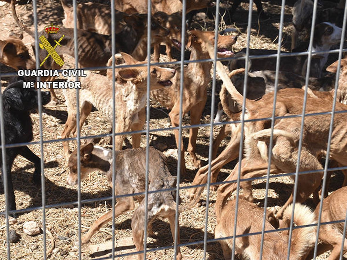 Foto: Los perros presentaban síntomas de caquexia y deshidratación. Foto: Guardia Civil
