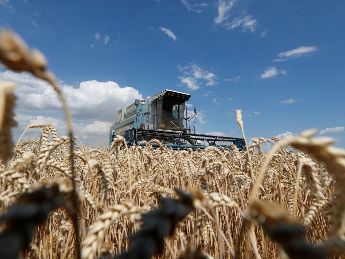 Foto: Una cosechadora en un campo  de trigo cerca del pueblo de Hrebeni en la región de Kiev en una fotografía de archivo. (EFE/Valentyn Ogirenko)