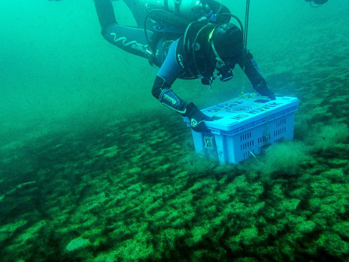 Foto: Los fondos del oceano han sido el objeto de esta investigación. Foto: EFE INHA