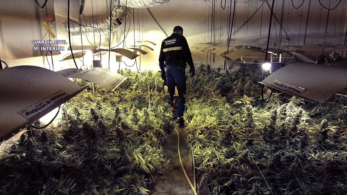 Detenidos con casi 1.800 plantas de marihuana en un chalet de Valdemorillo 