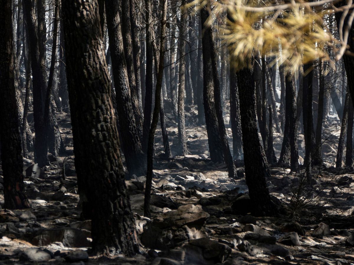 Foto: Árboles afectados por el gran incendio de Sierra Bermeja. (EFE)