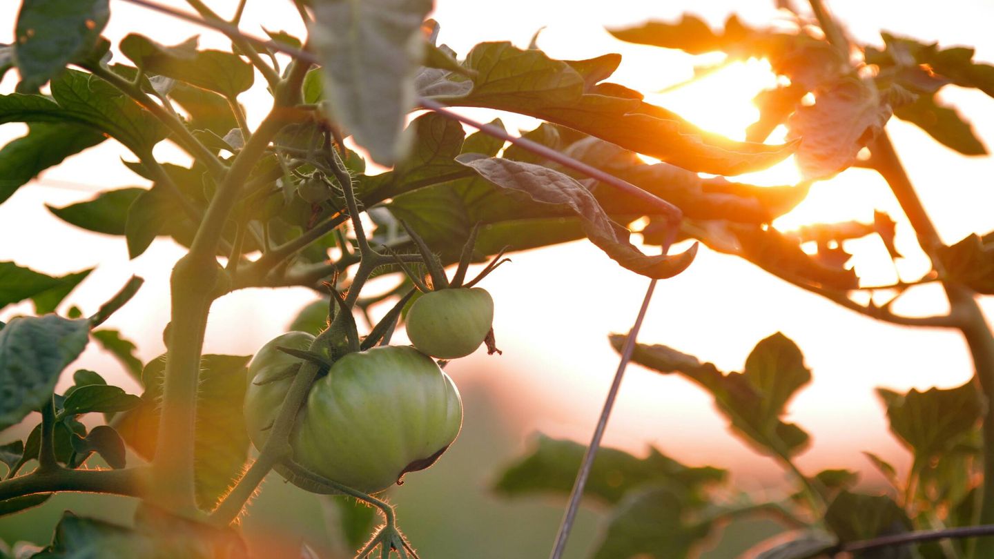 Las hojas de tomatera son cada vez más recurrentes en perfumería. (Unsplash/Chad Stembridge)