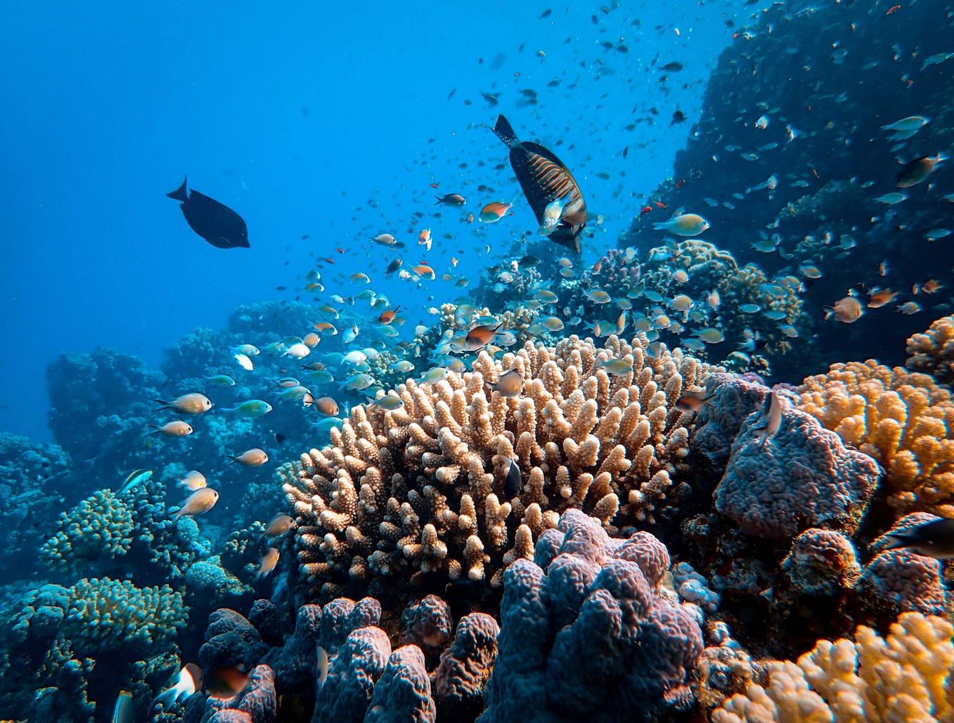 La conservación de la biodiversidad marina australiana pasa por conservar la Gran Barrera de Coral. Unsplash