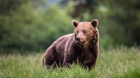 Si quieres una utopía libertaria, consúltalo primero con los osos: el experimento de New Hampshire