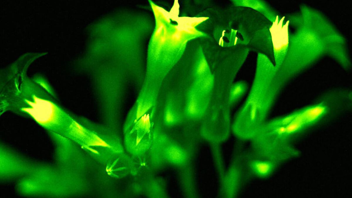 Logran crear plantas que brillan con su propia luz