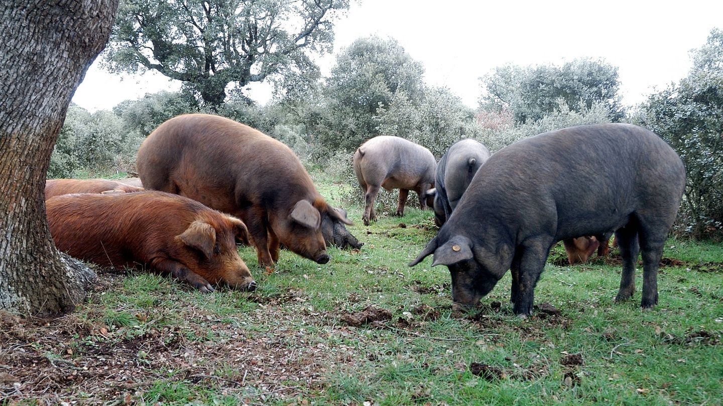 Cerdos ibéricos en una dehesa. (iStock)