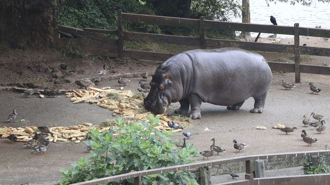 Foto de Hipopótamos en Cabárceno