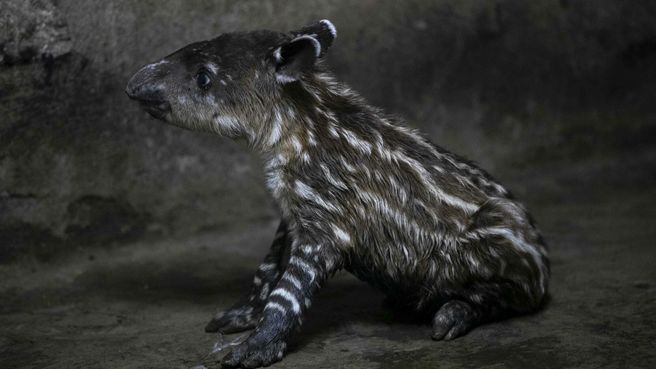 Foto de Nace pareja de tapires, en peligro de extinción