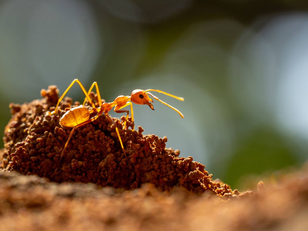 Las colonias de hormigas se rebelan contra su reina? - Quora