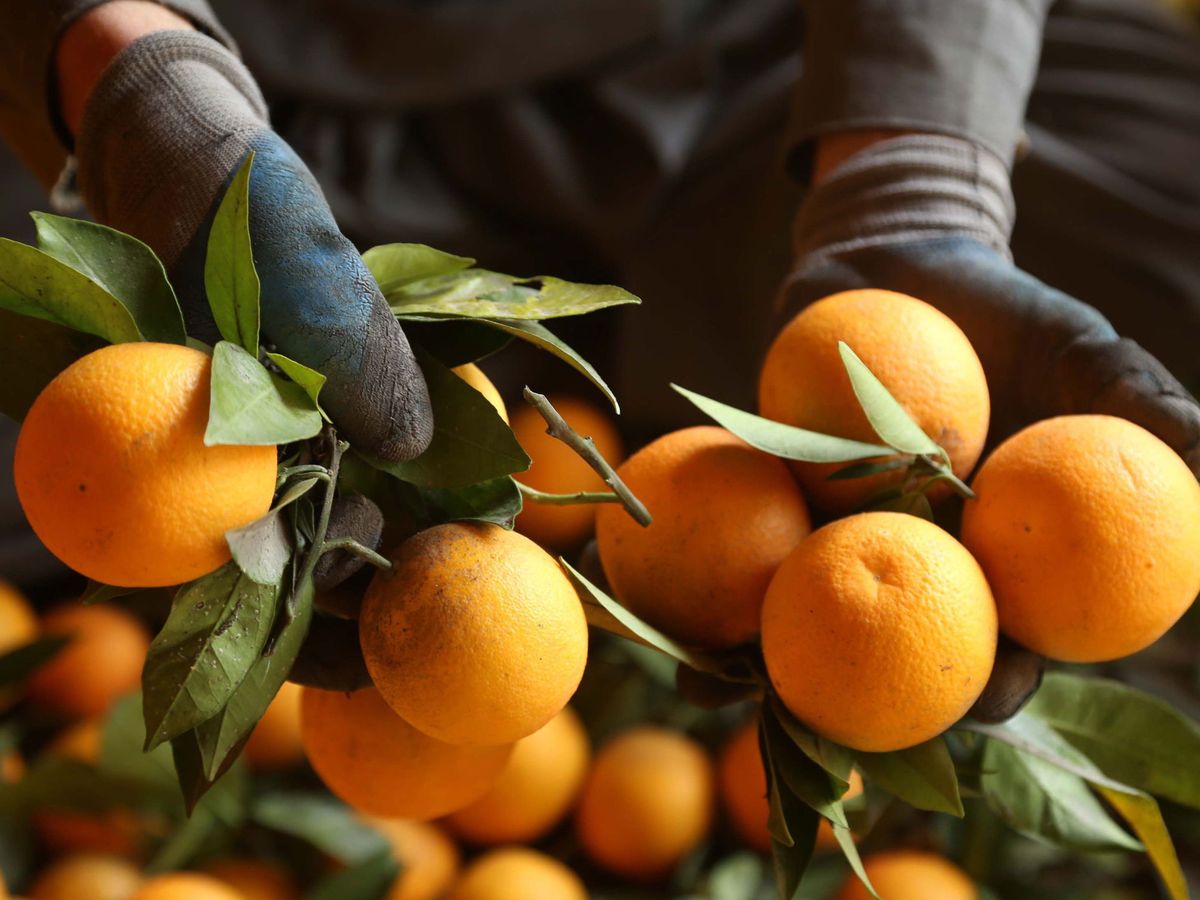 Foto: Un comerciante sostiene varias naranjas. (EFE)