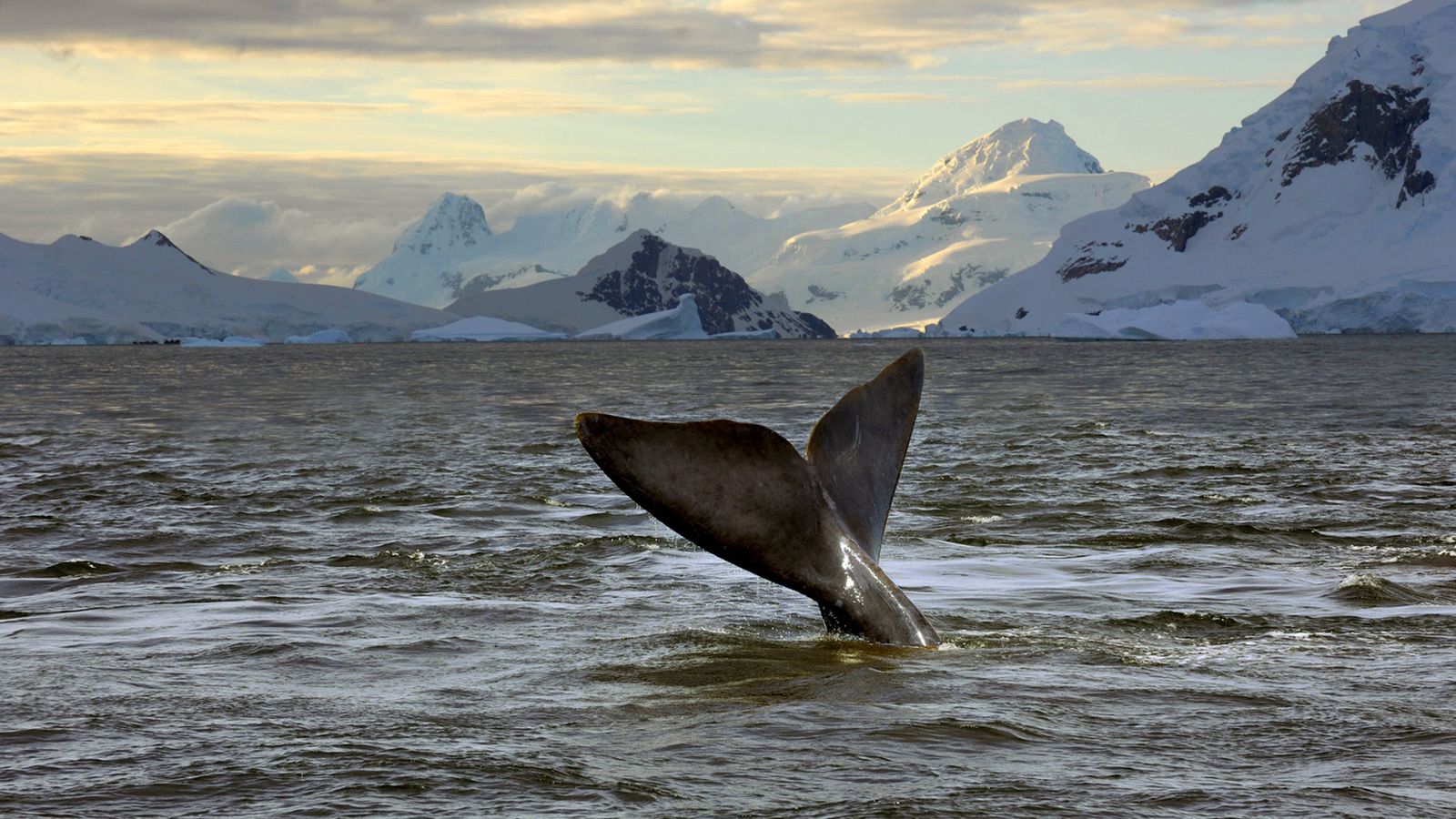 Foto: Una ballena avistada en el mar de Ross