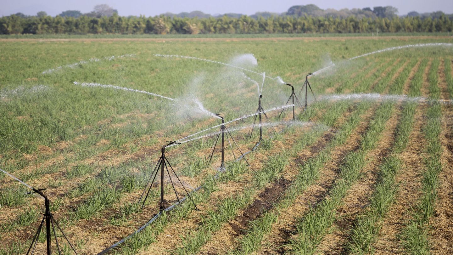 El 75% del consumo de agua se destina a riego agrícola. (EFE/G. Amador)