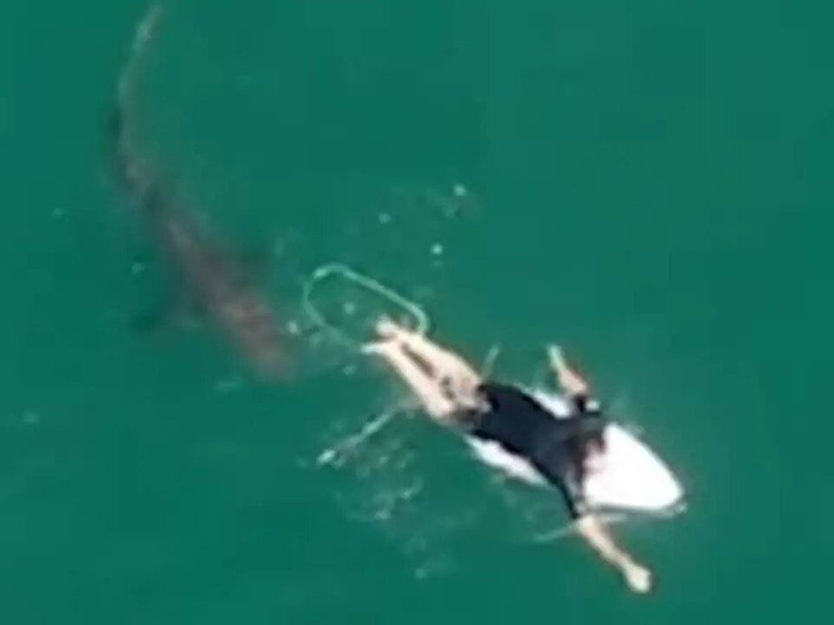 Foto: El tiburón, acercándose al surfista Matt Wilkinson. Foto: Youtube