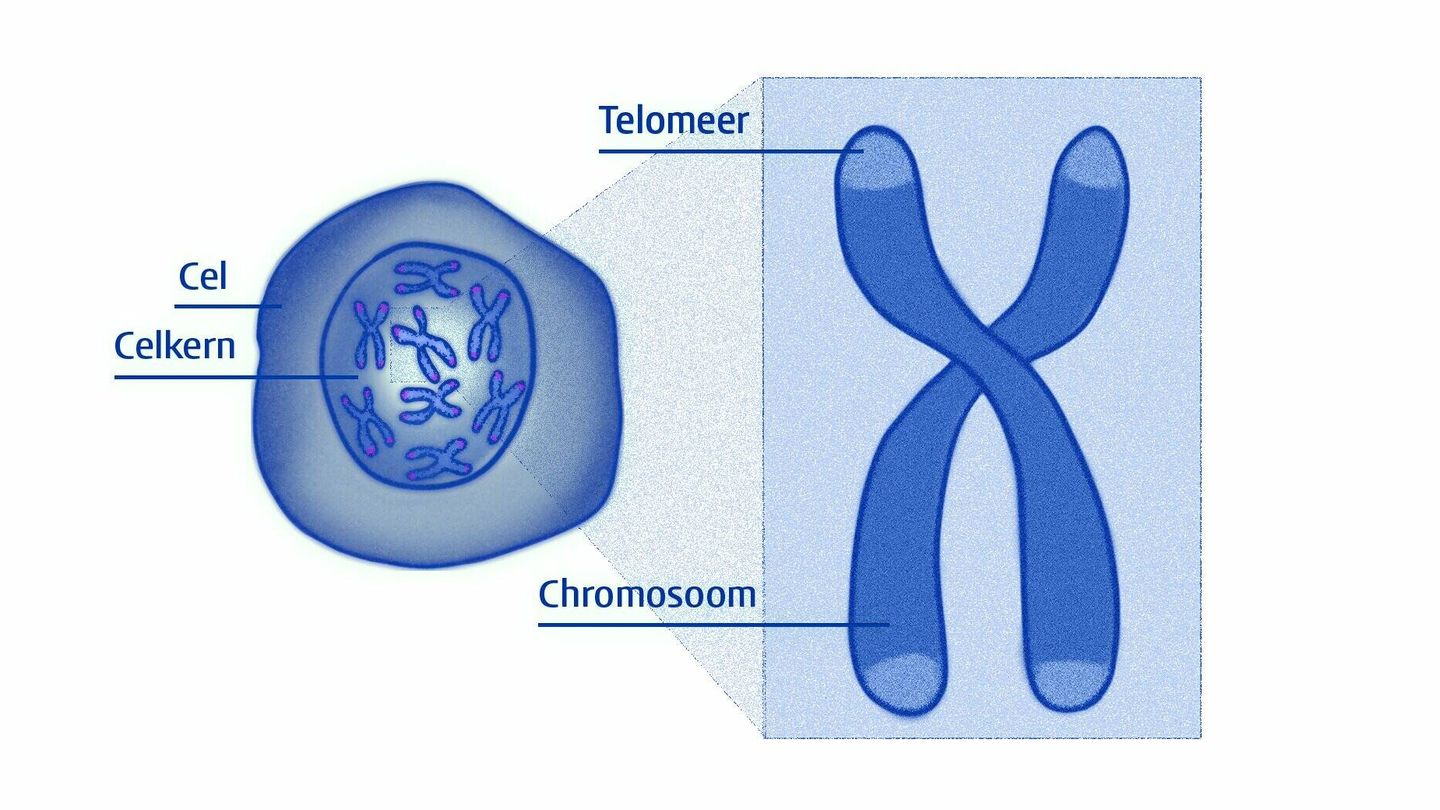 La nueva investigación nos va a ayudar a entender mejor qué sucede en los telómeros. (Universidad de Leiden)