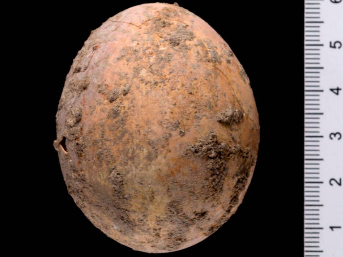 Foto: El huevo pertenecería al periodo islámico. (Autoridad de Antigüedades de Israel)