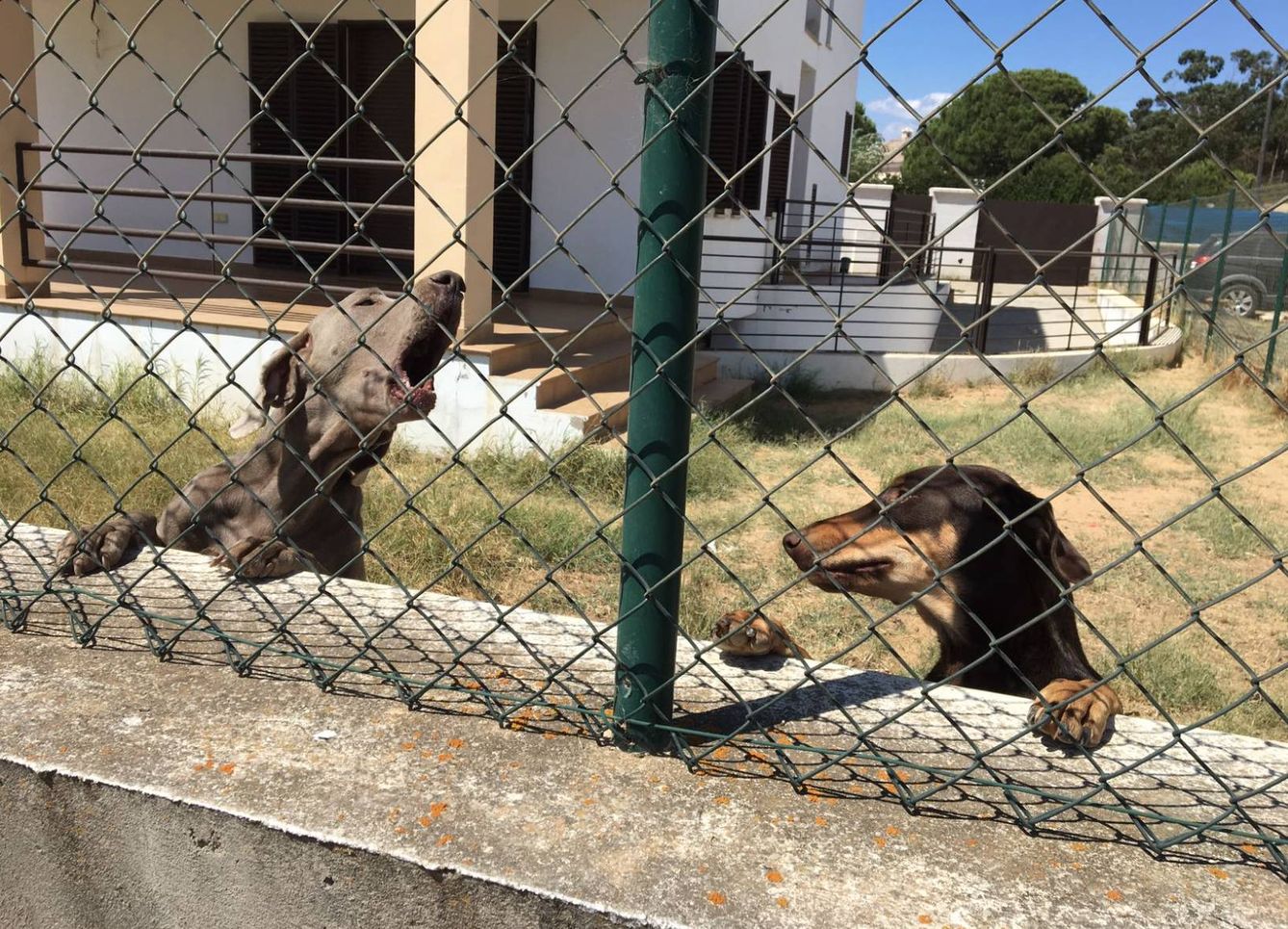 Dos de los 25 perros que hacían la vida imposible a los vecinos de Las Colinas (Huelva).