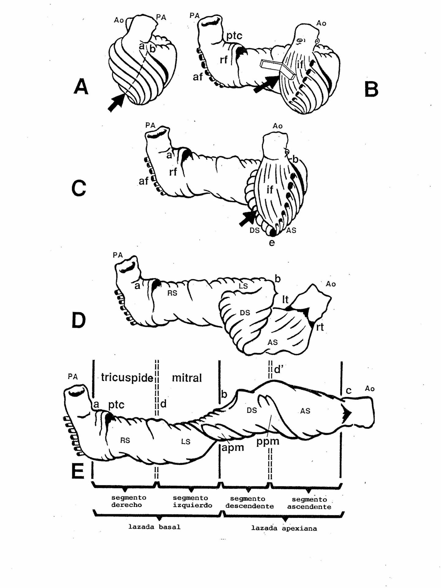 La banda o toalla de fibras musculares descrita por Torrent-Guasp.