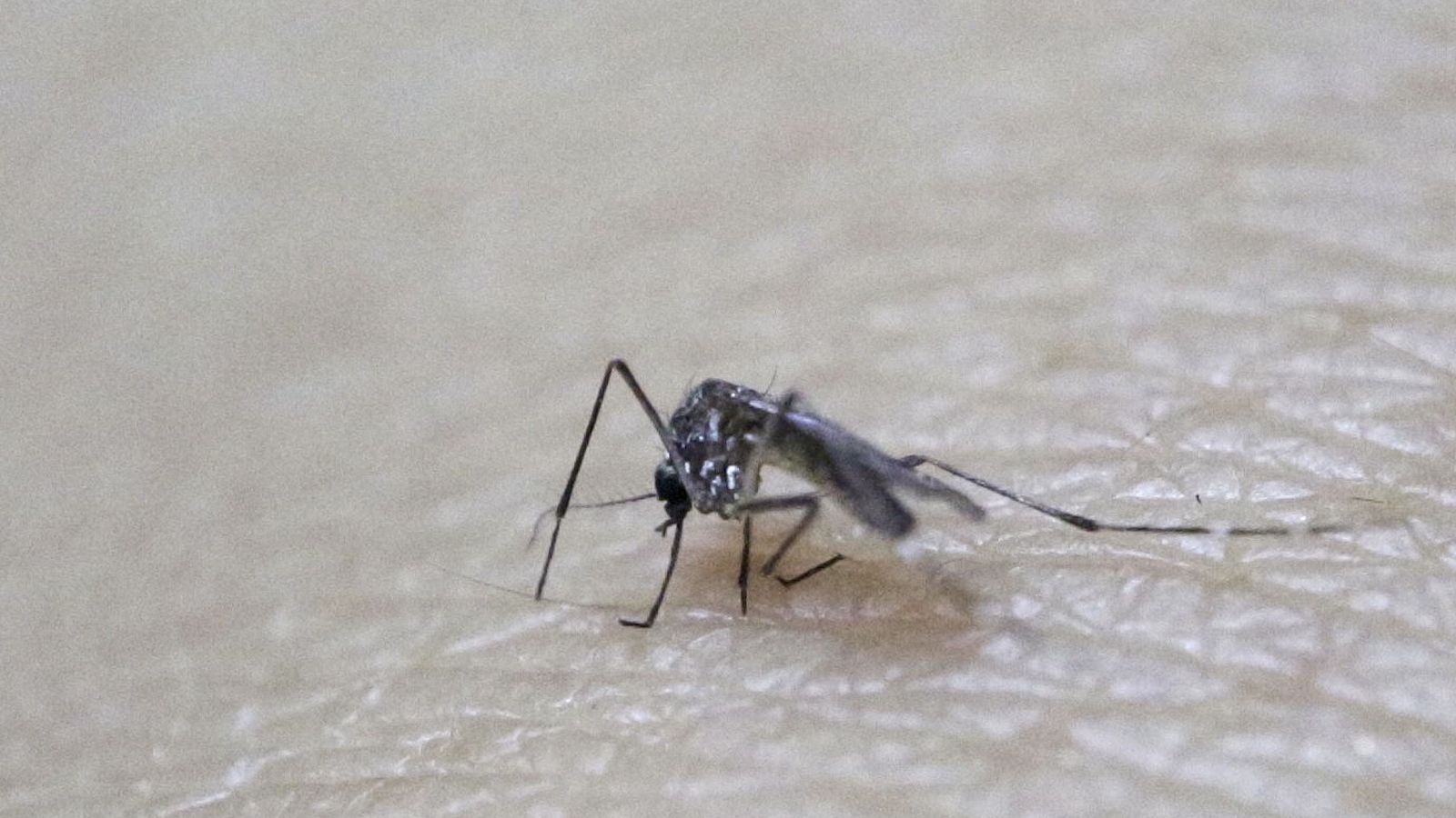 Foto: Los efectos del Zika se expanden por Latinoamérica como la pólvora. ¿Se puede acabar con el virus? (Reuters)