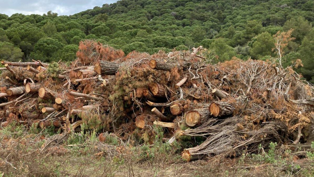 ¿Y si aprovechamos la biomasa forestal tumbada por el temporal antes de que arda?