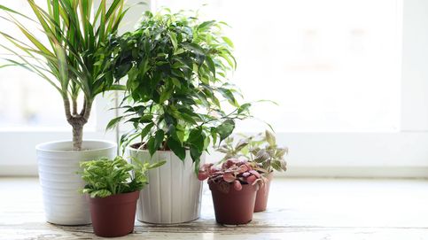 Las mejores plantas para purificar el aire de tu casa, según la NASA