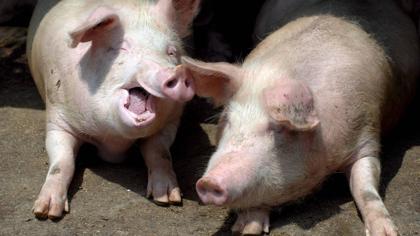 Foto: Cerdos en una granja de Qingdao (Efe)