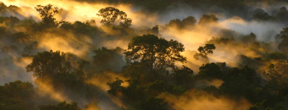 Foto: S.O.S. Amazonas: los árboles se mueren en el bosque tropical más grande del mundo
