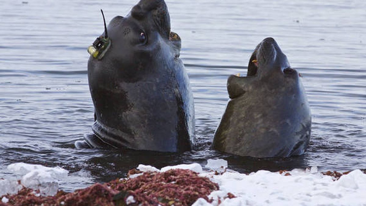 Elefantes marinos ayudan a los científicos a recoger datos sobre el deshielo del Polo Sur