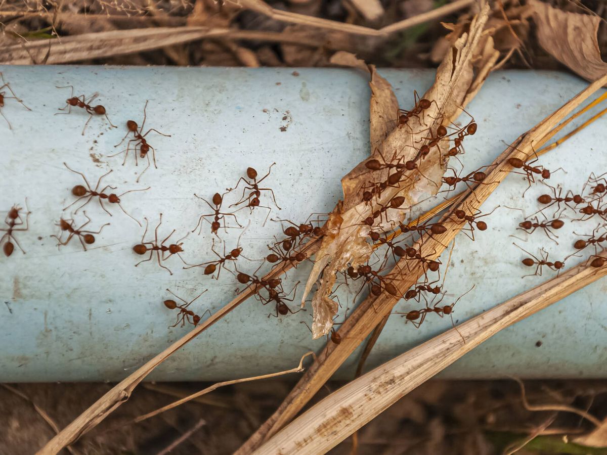 Foto: ¿Se te llena la cocina de hormigas en verano? Este remedio natural hace que desaparezcan para siempre (wirestock para Freepik)