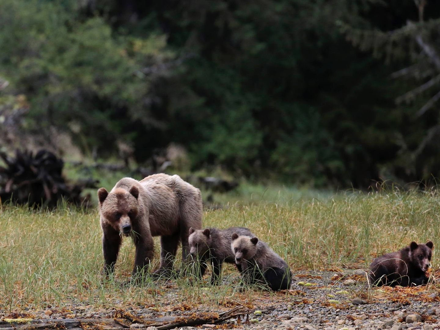 'Espíritu salvaje' viajó hasta Canadá en su segunda entrega, en busca del oso grizzly. (Mediaset)