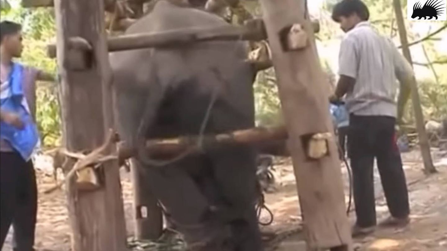 Una cría de elefante inmovilizada durante su 'adistramiento'.