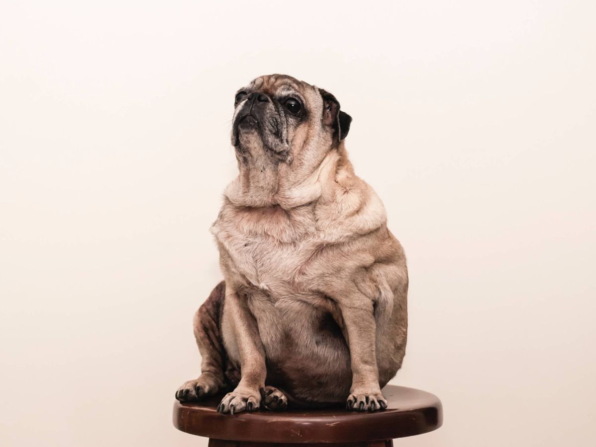 Foto: Cómo identificar si tu perro está en su peso ideal. (Unsplash)