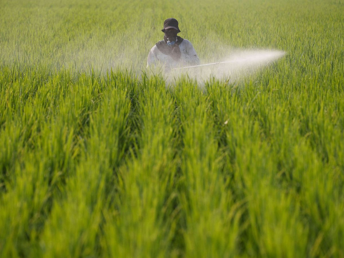 Foto: La agroindustria se expande por todo el planeta (Reuters/H.Hussain)