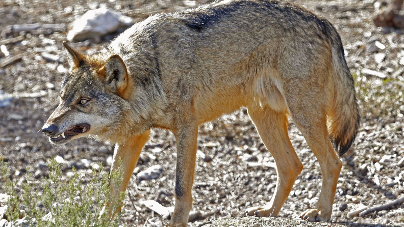 Foto: Ejemplar de lobo ibérico en semilibertad en el Centro del Lobo Ibérico, en Robledo, Zamora (J.J. Guillén / EFE)