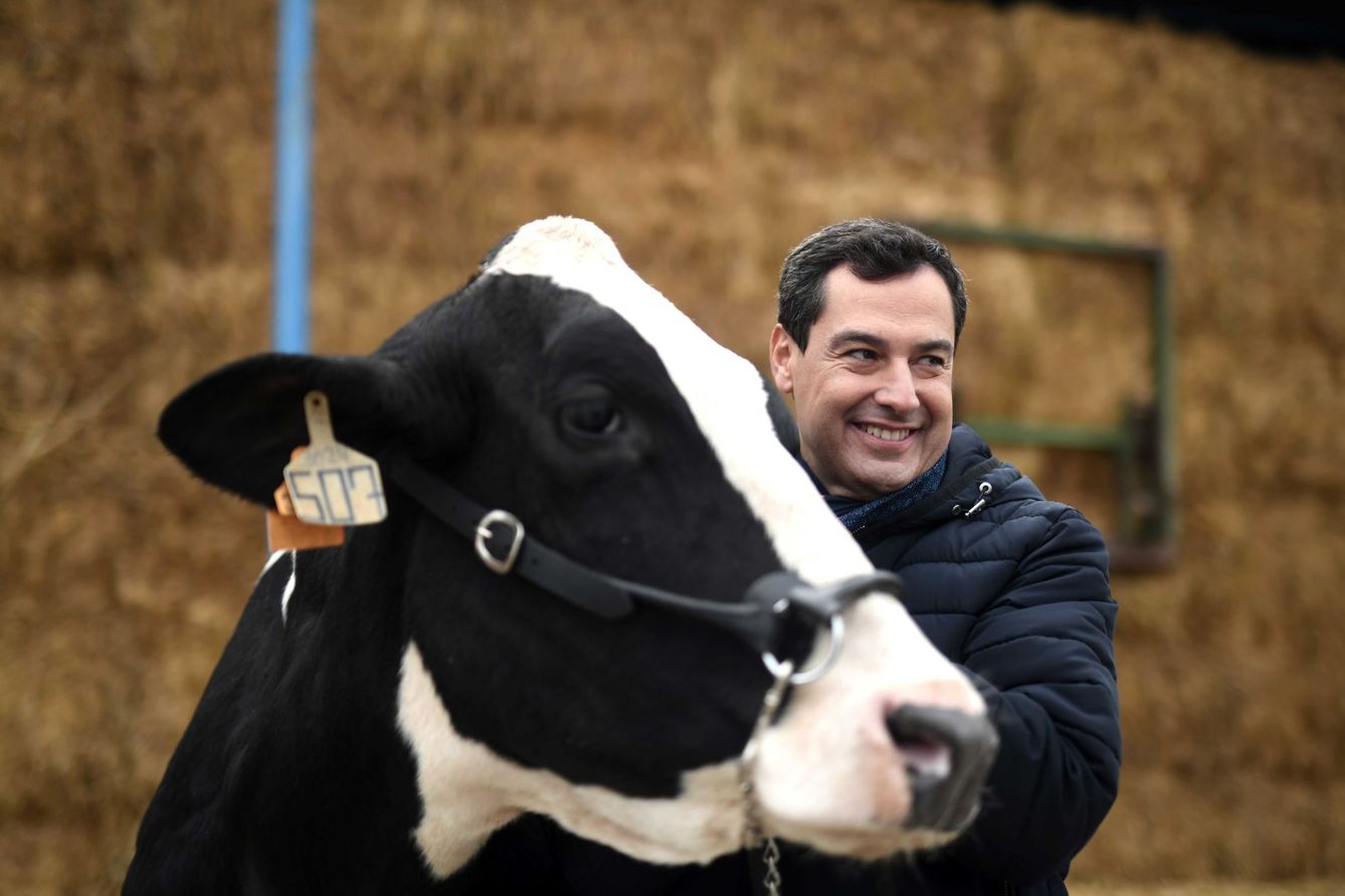 El candidato del PP, en una granja de Córdoba, con una vaca a la que le pidió el voto. (EFE)