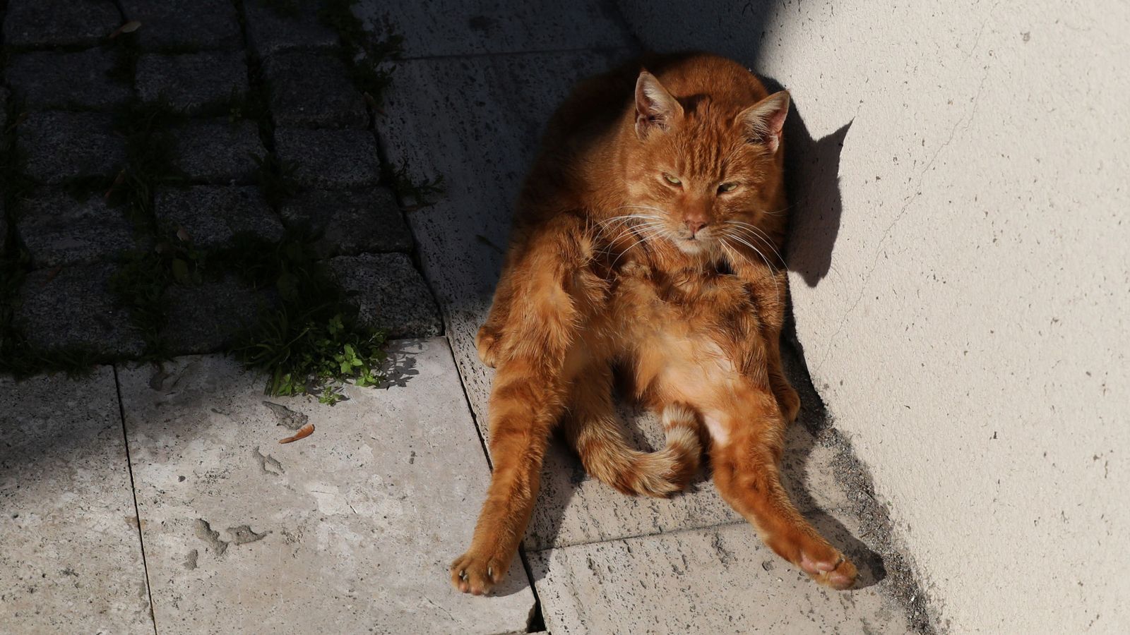 Foto: En Balaguer existen actualmente unas sesenta colonias de gatos (Reuters/Goran Tomasevic)