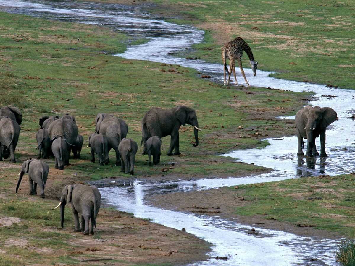 Foto: Manada de elefantes. (EFE)