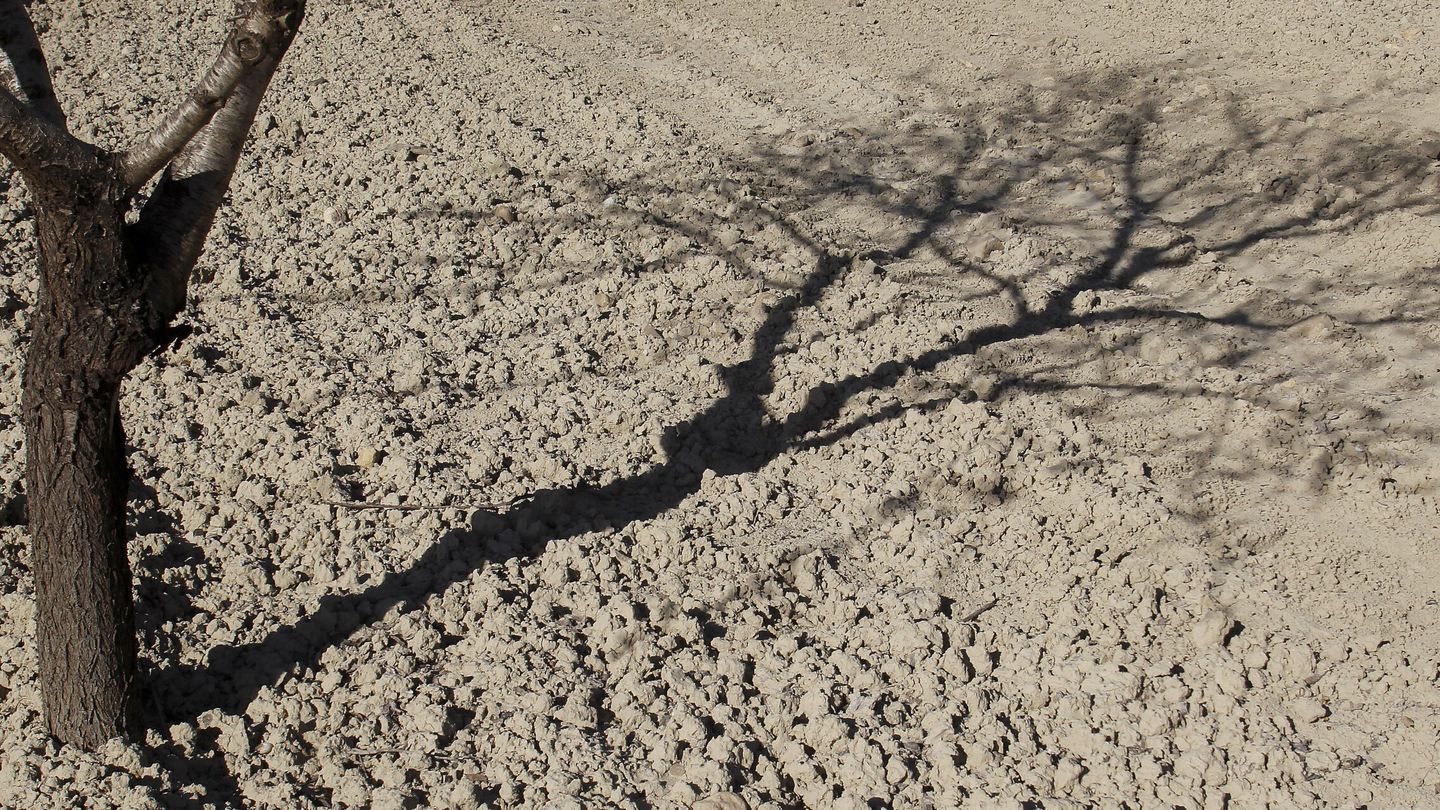 La sombra de un almendro sobre un campo reseco. (EFE/Morell)