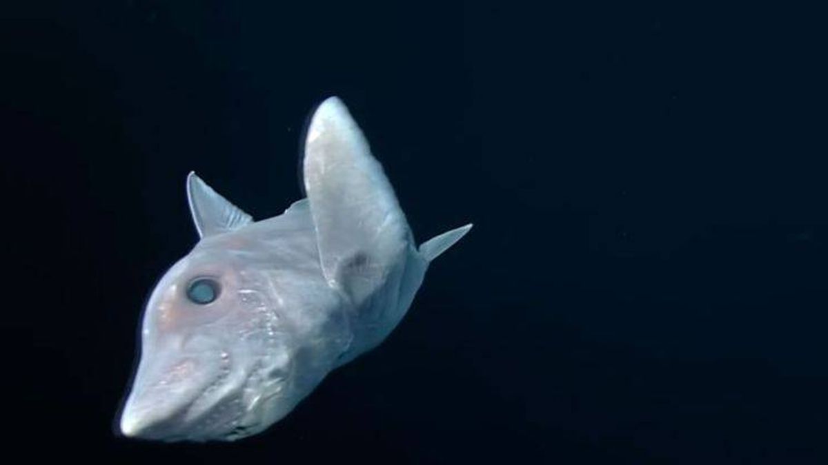Así es el 'tiburón fantasma', la especie más antigua que los dinosaurios