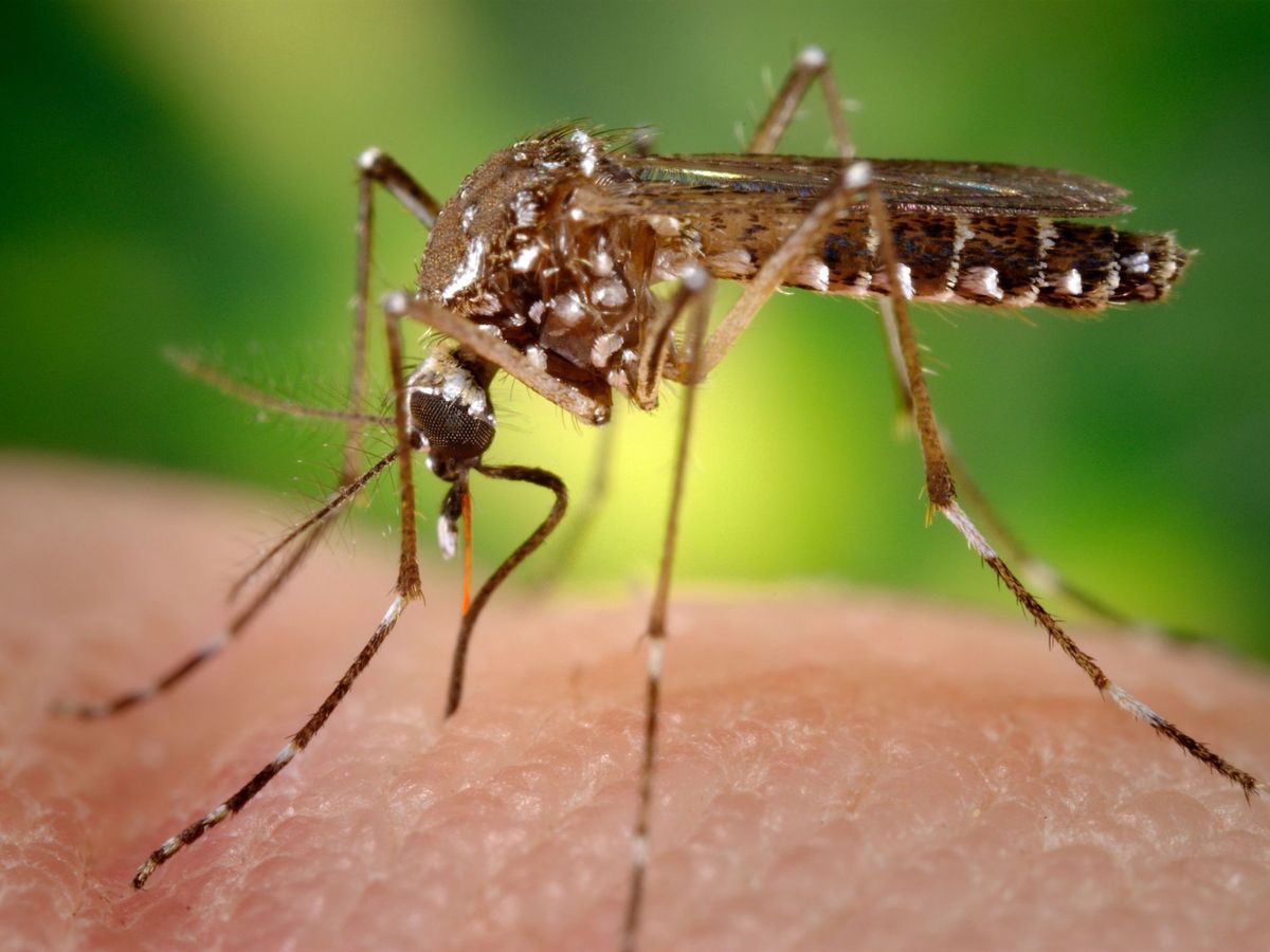 Foto: Hembra del mosquito Aedes aegypti mientras obtiene sangre de un ser humano a través de su estilete puntiagudo. (EFE/ECDC)