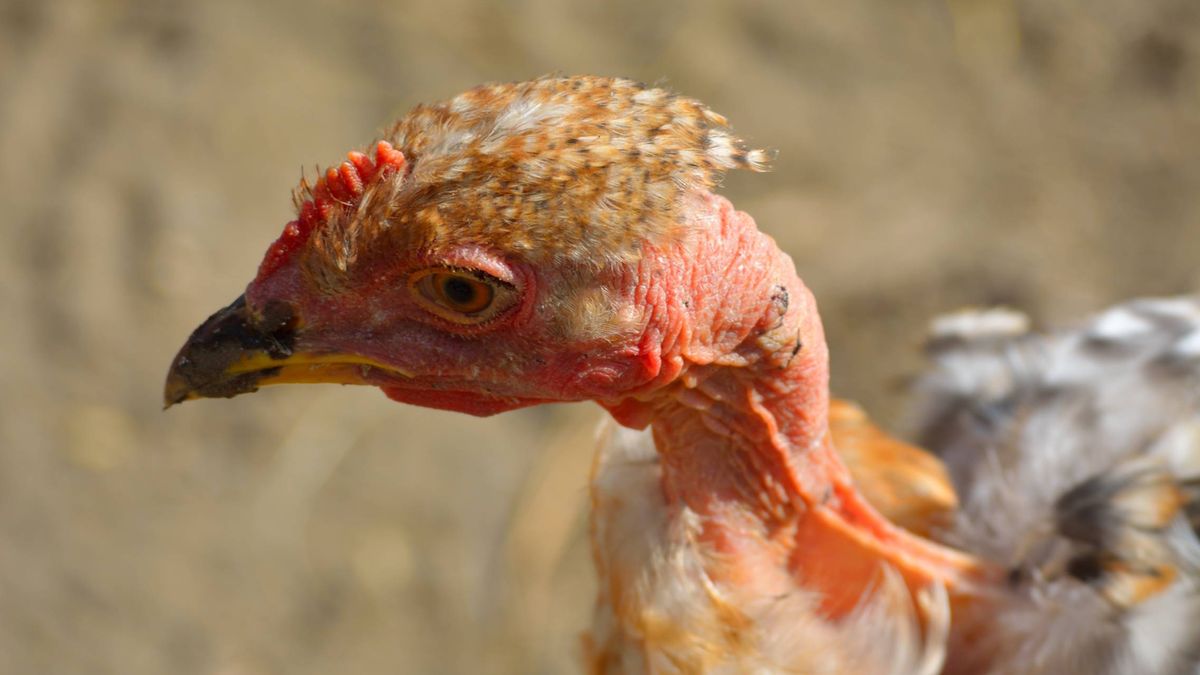 Hungría sacrificará a 53.000 pavos por un brote de H5N8, una cepa de la gripe aviar