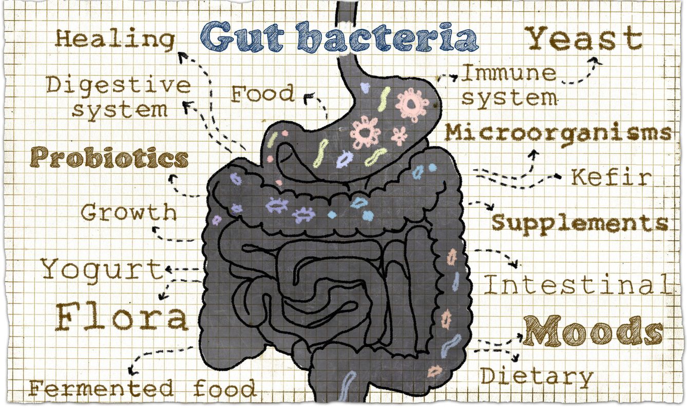 Bacterias intestinales. 