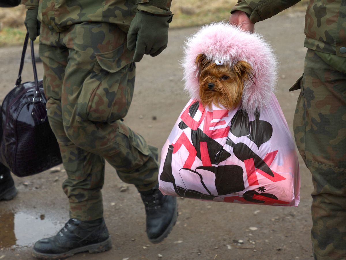 Foto: Soldados ucranianos trasladan a un perro a la frontera con Polonia. (Reuters/Fabrizio Bensch)