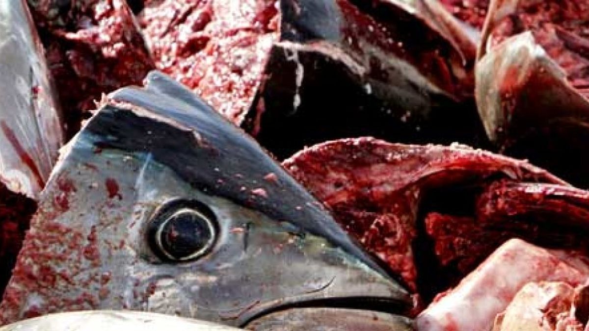 Una alerta “exagerada” provoca una caída del 30% en las ventas de atún y pez espada