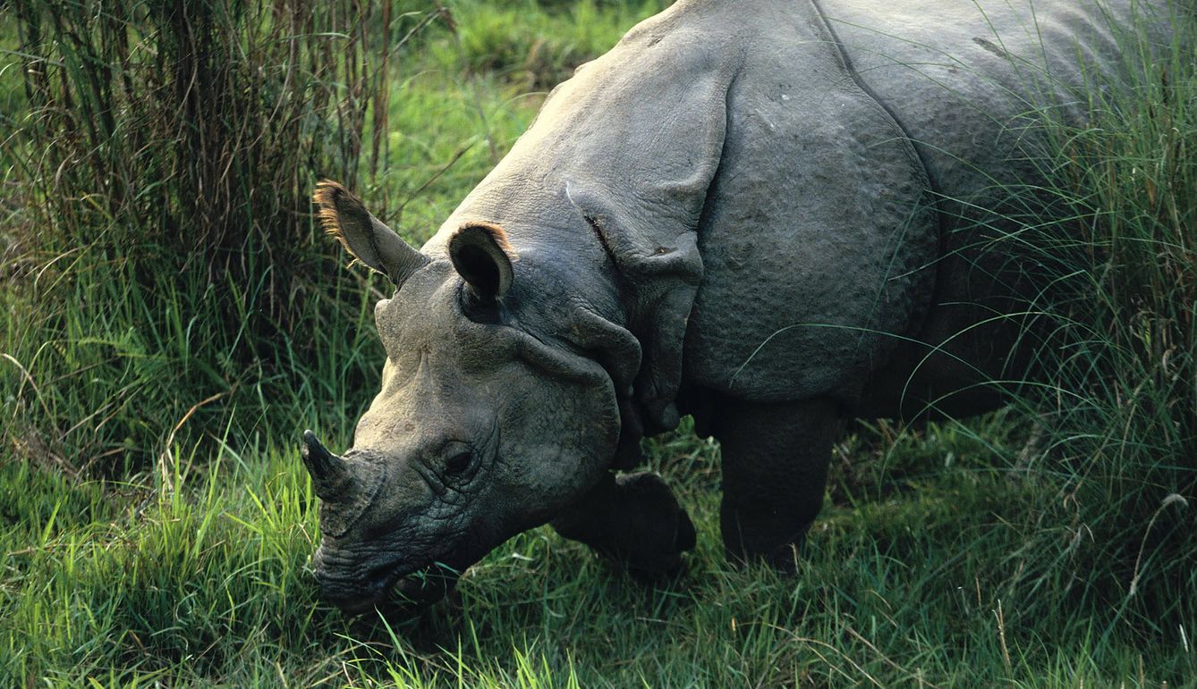 Rinoceronte indio. (Andoni Canela)