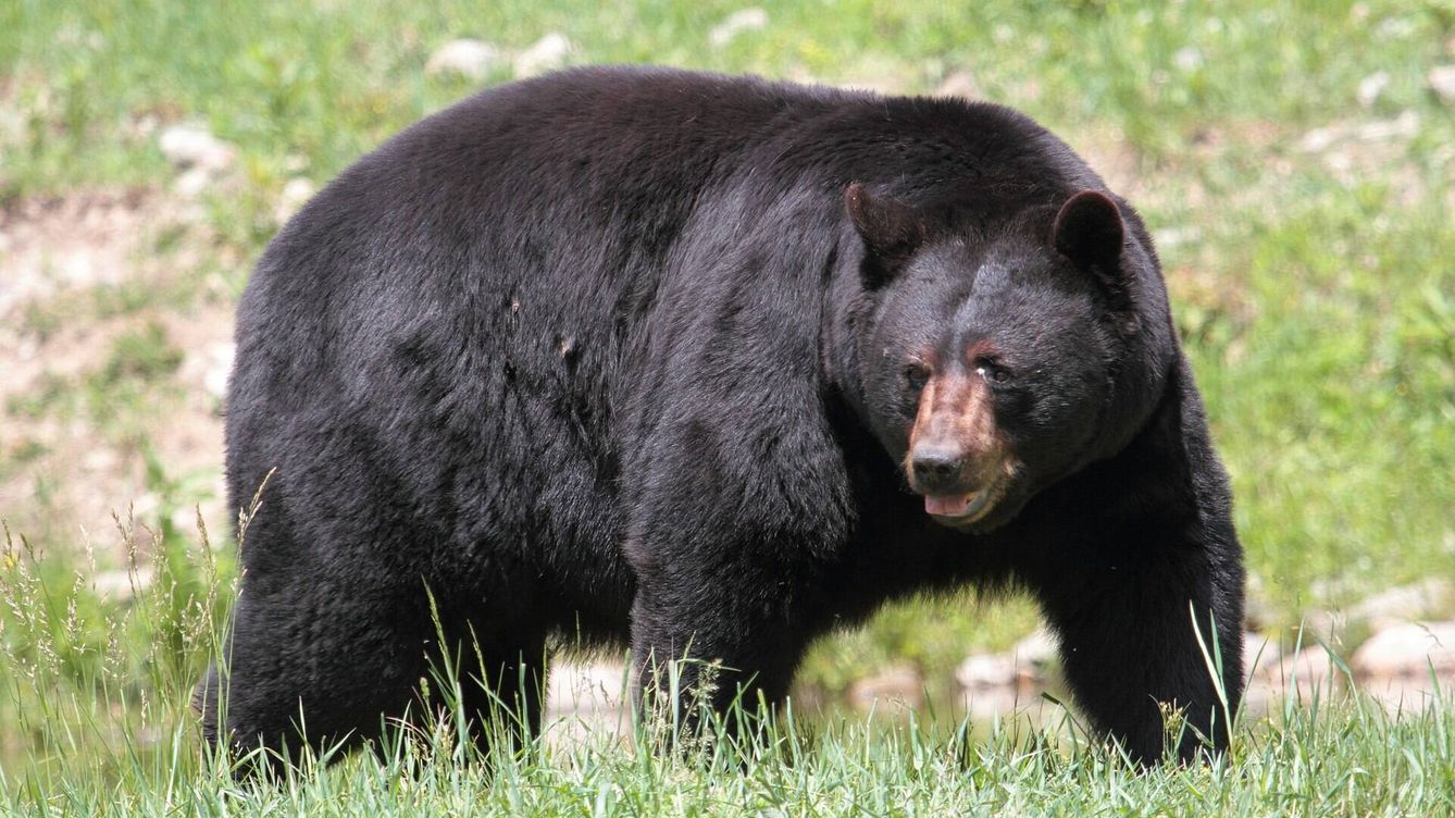 Foto: Un oso negro americano. (Wikipedia)