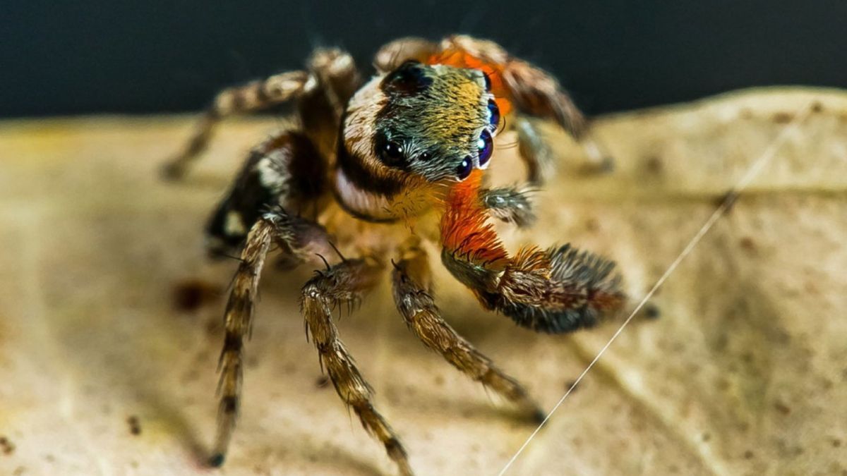 El último efecto secundario del cambio climático: provoca arañas enfadadas