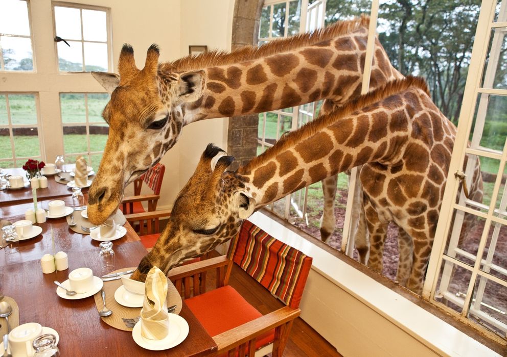 Foto: En algunos hoteles es posible compartir el desayuno con las jirafas